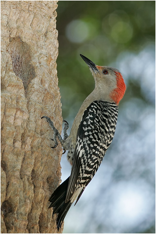 Red-bellied Woodpecker (Female),  Florida, USA