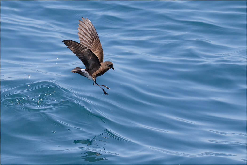 Elliot's Storm Petrel hovering