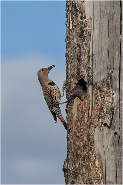 Northern Flicker at nest hole, BC, Canada