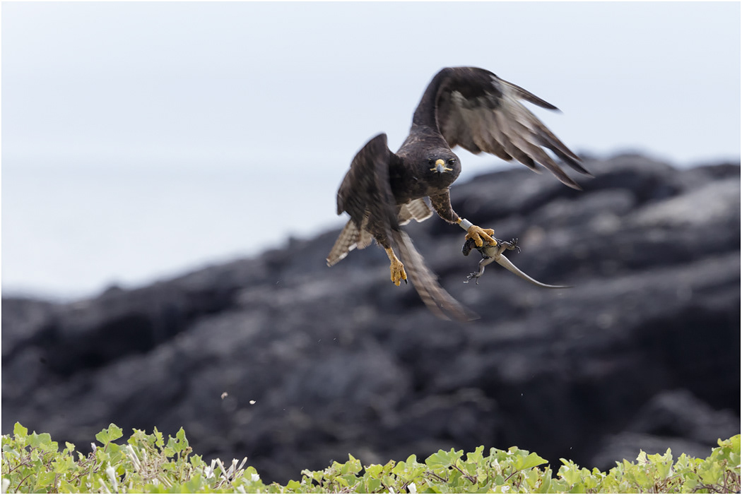 Galapagos Hawk with young Marine Iguana
