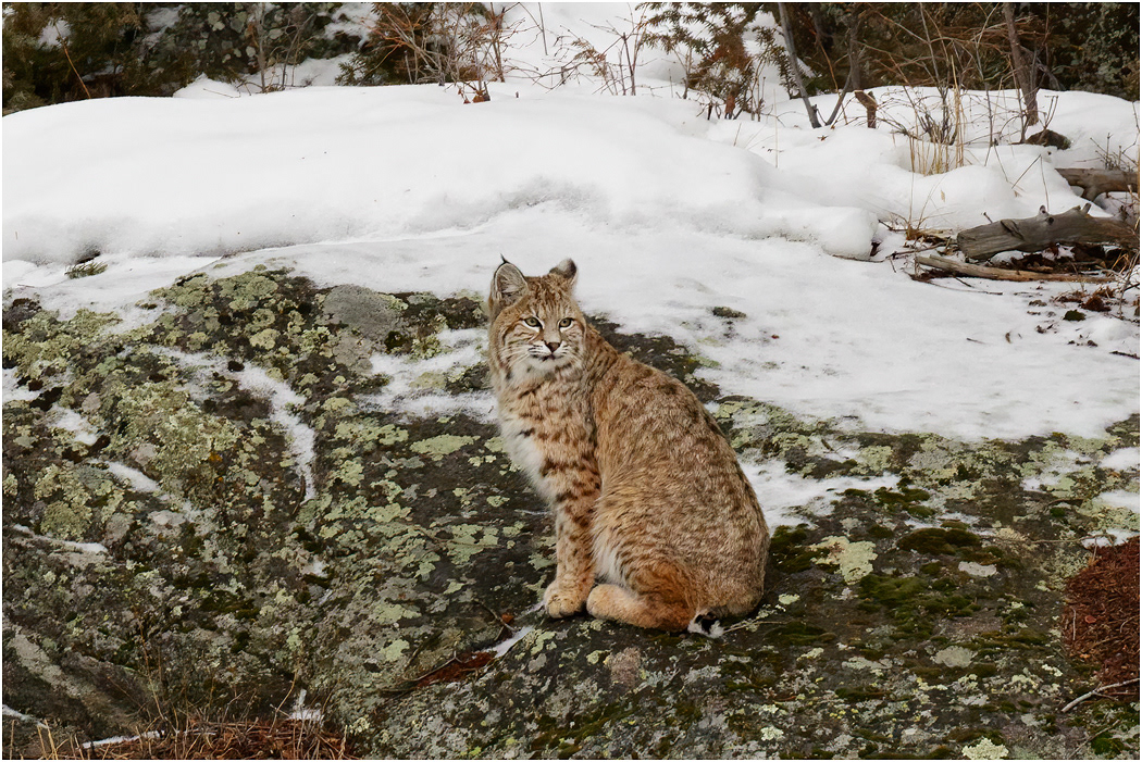 Handsome Bobcat, Yellowstone NP, USA