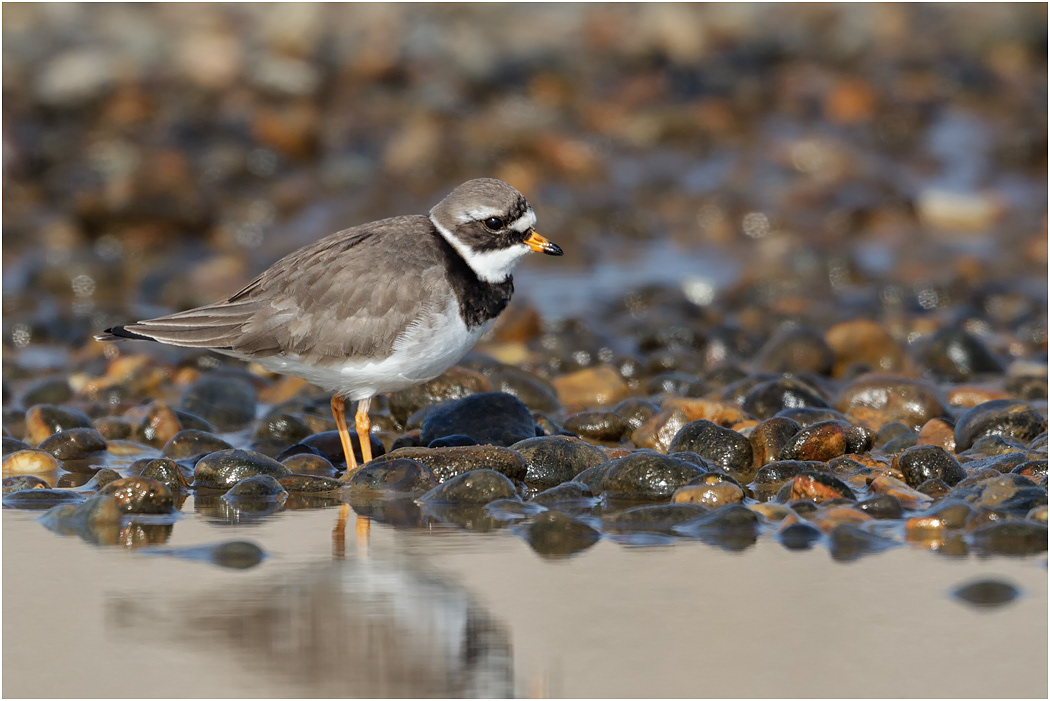 Ringed Plover, female, Norfolk