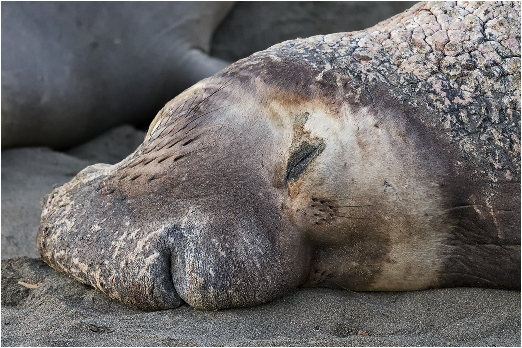 Northern Elephant Seal Bull, California, USA