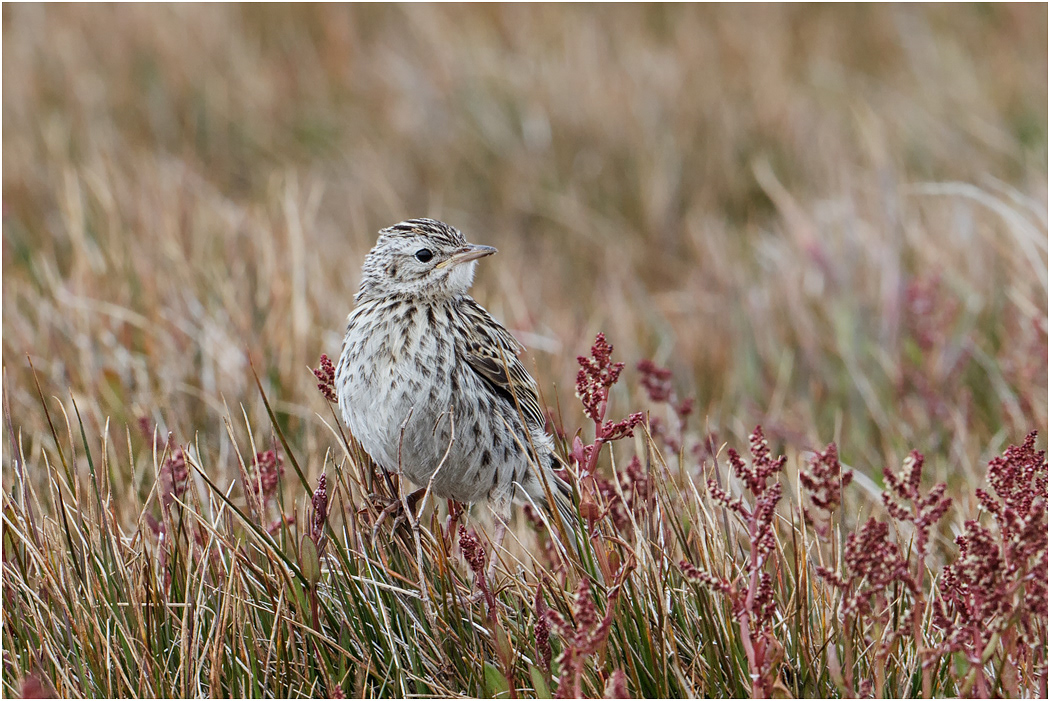 Correndera or Falklands Pipit