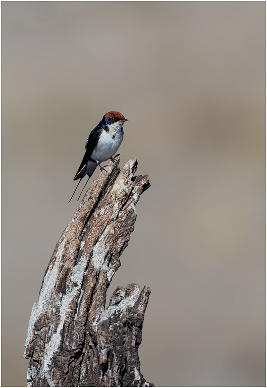 Wire-tailed Swallow - Chobe River, Botswana