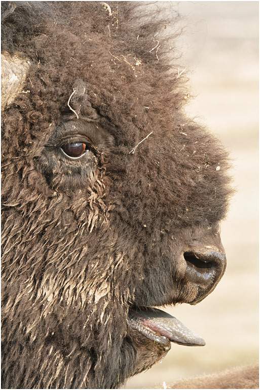 Bison Bull, Yellowstone NP, Wyoming, USA
