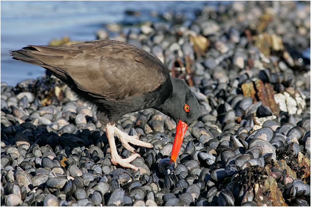 Blackish Oystercatcher in mussel bed
