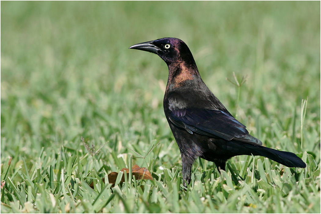 Common Grackle, Florida, USA