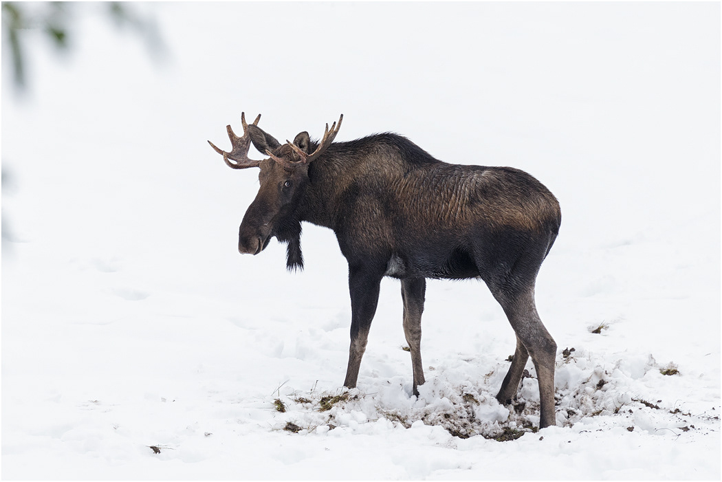 Young Bull Moose in snow, Yellowstone NP, USA