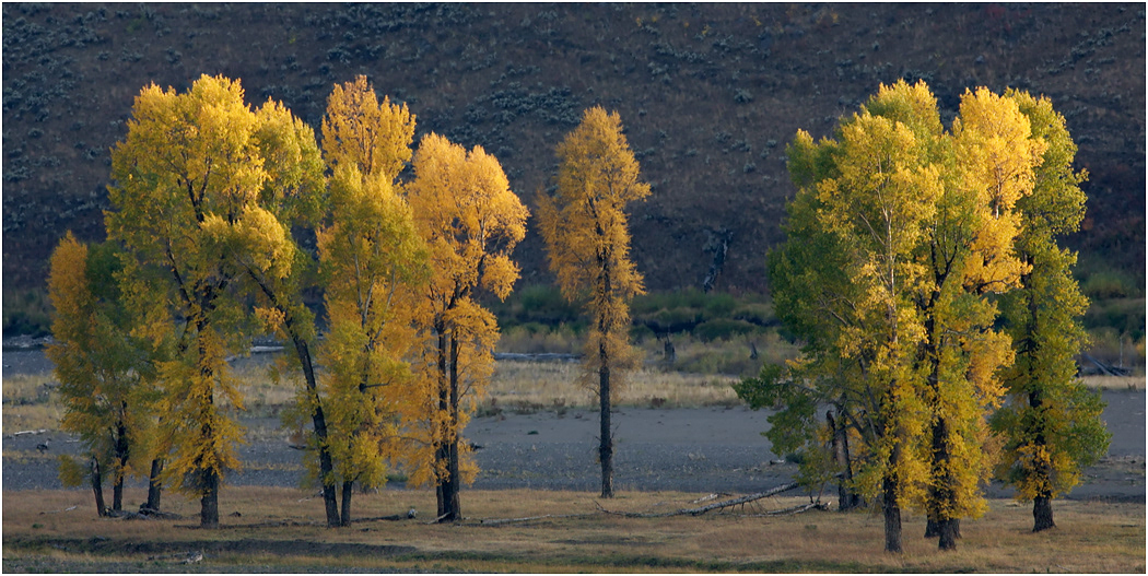 Lamar Valley, Yellowstone National Park