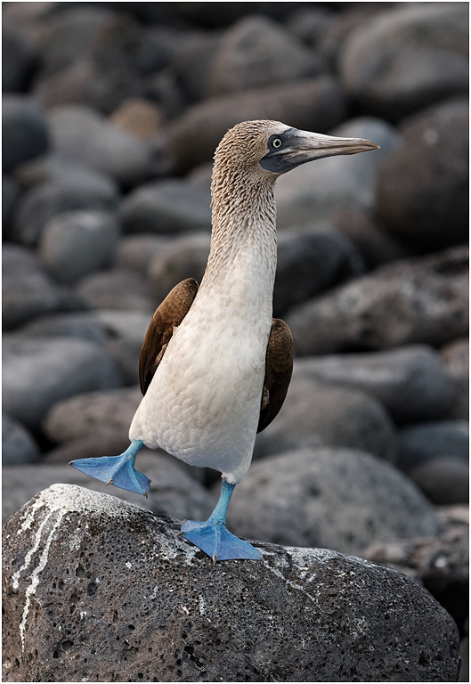 Blue-footed Booby dancing, Galapagos Islands