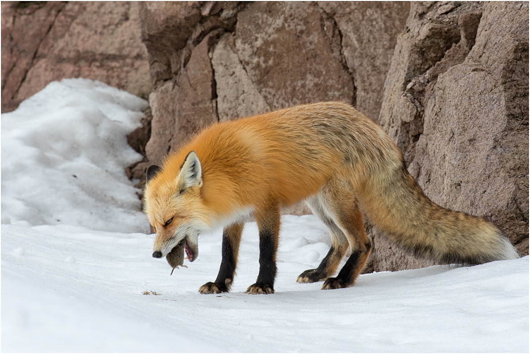 Red Fox eating prey, Yellowstone NP, USA