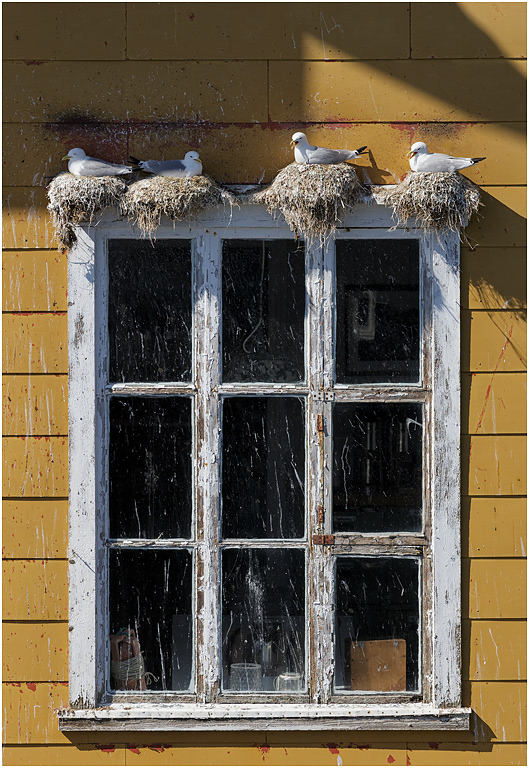 Kittiwakes nesting above a window, Nusfjord, Norway