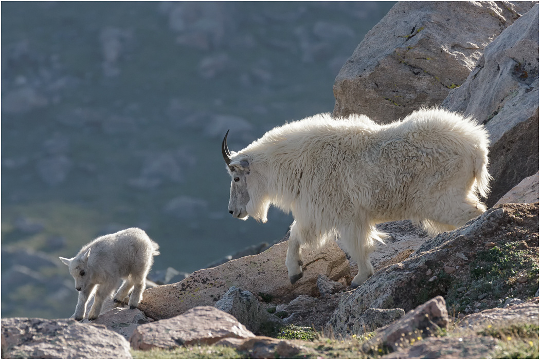 Mountain Goat Nanny & kid, Mt Evans, Colorado, USA