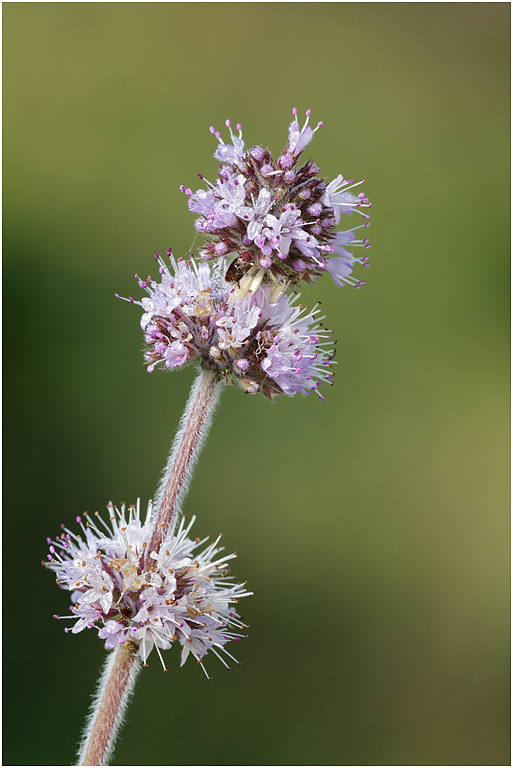 Water Mint
