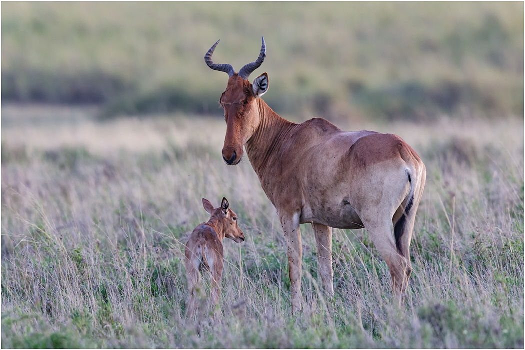 Coke's Hartebeest & young  - Central Serengeti, Tanzania
