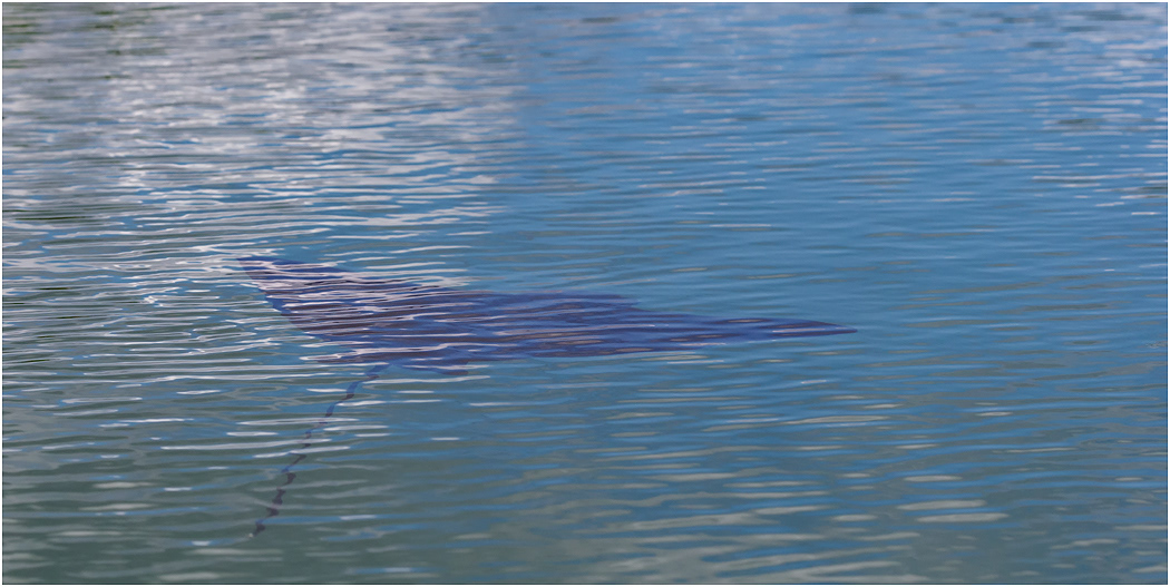 Ray, Galapagos Islands