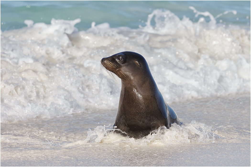 Galapagos Sea Lion coming ashore
