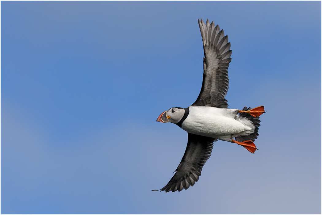 Puffin in flight - Iceland