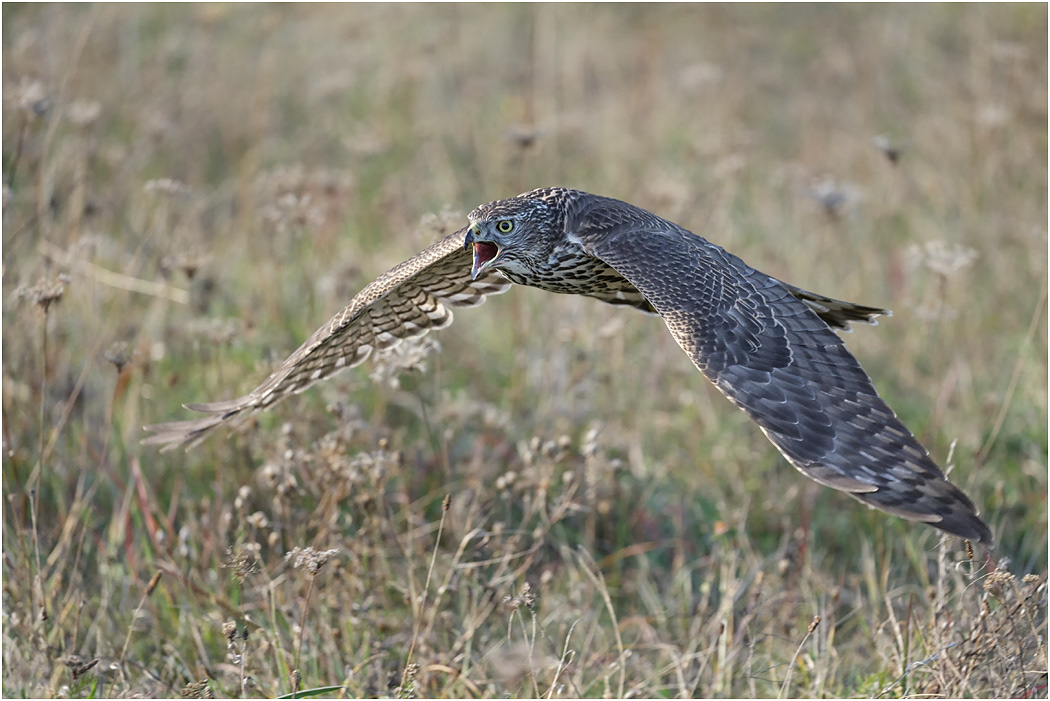 Goshawk
