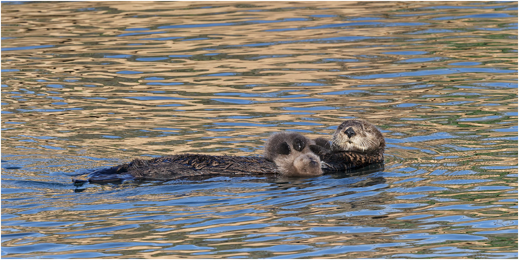 Sea Otter - Mother with kit, California, USA