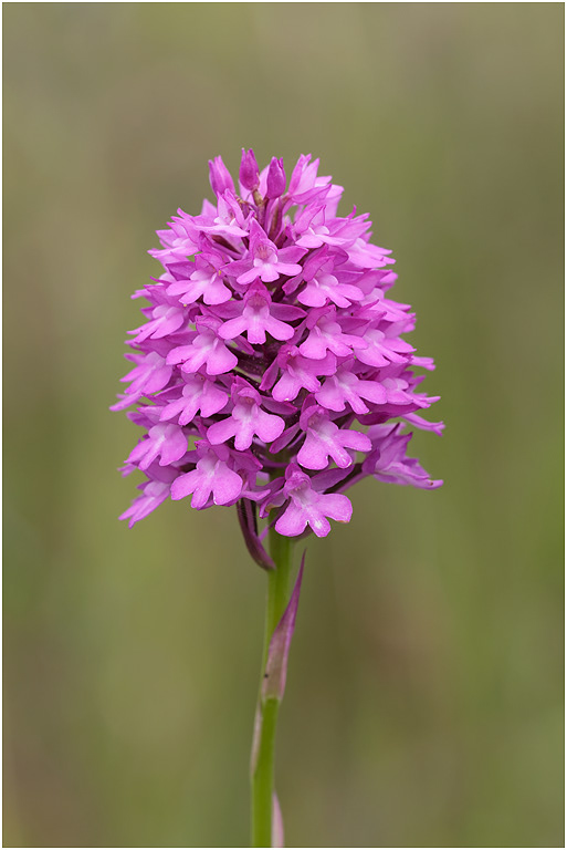 Pyramidal Orchid
