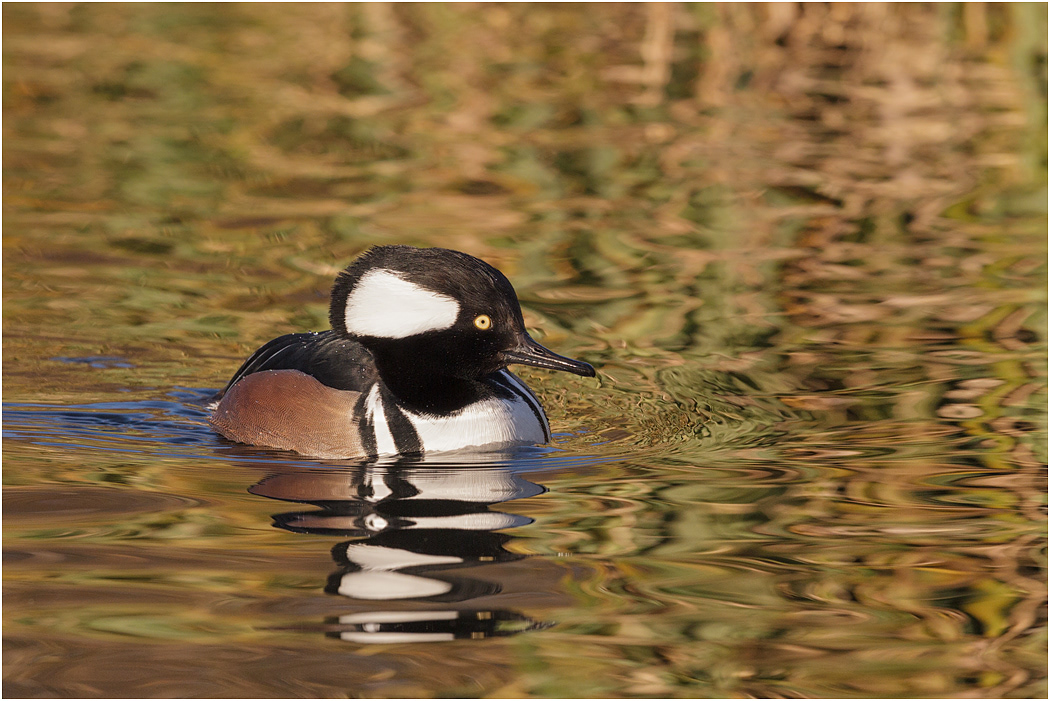 Hooded Merganser, (Drake), Alberta, Canada
