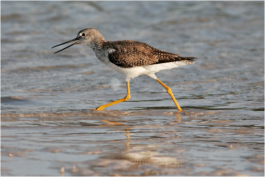 Lesser Yellowlegs, Florida, USA