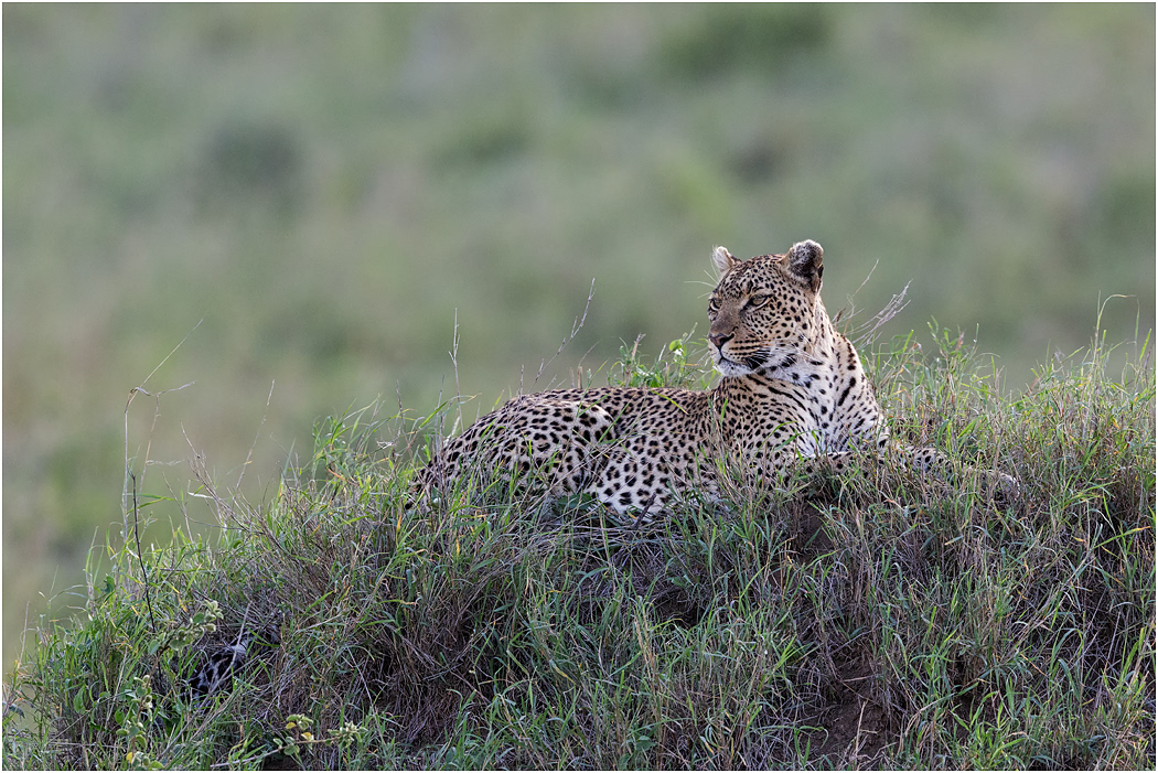 Resting Leopard - Central Serengeti, Tanzania