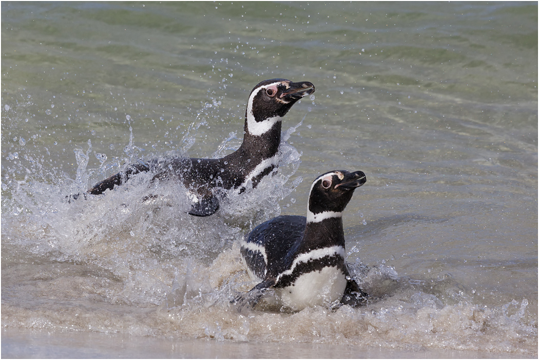 Magellanic Penguins come ashore