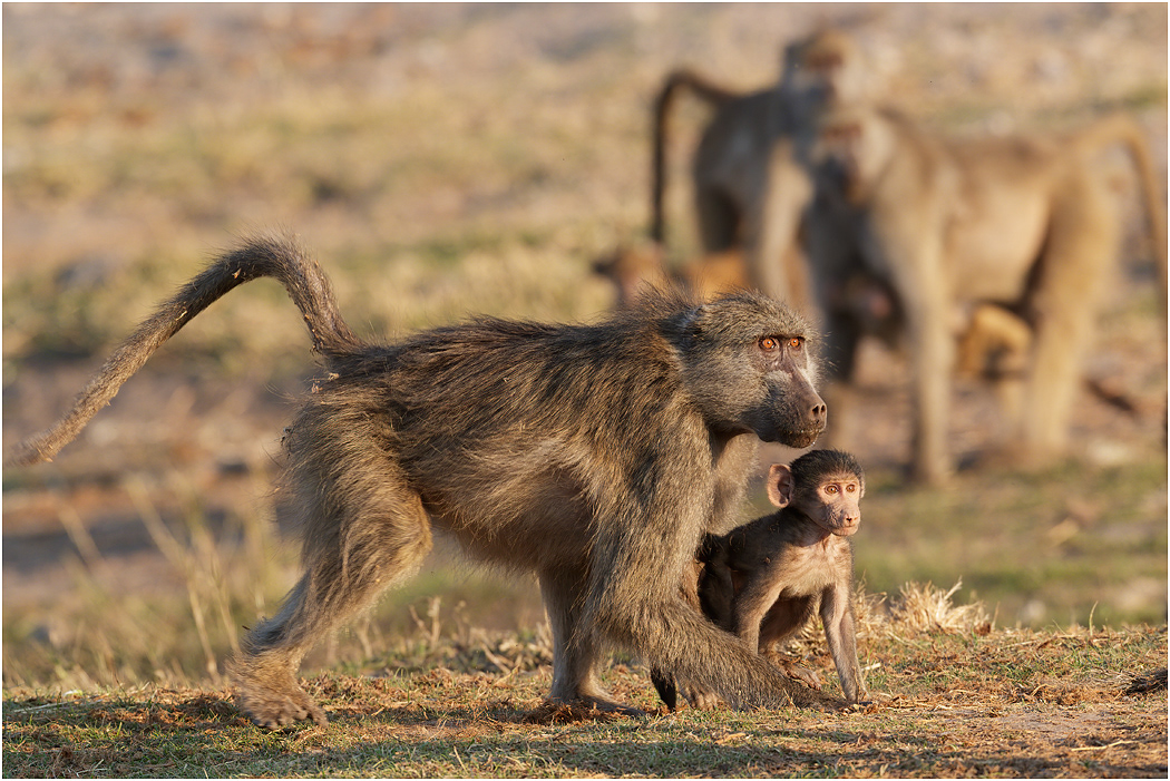 Chacma Baboon Mother & infant - Chobe NP, Botswana