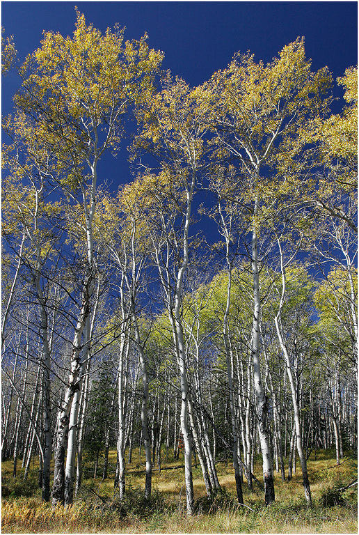 Aspens, Jasper NP