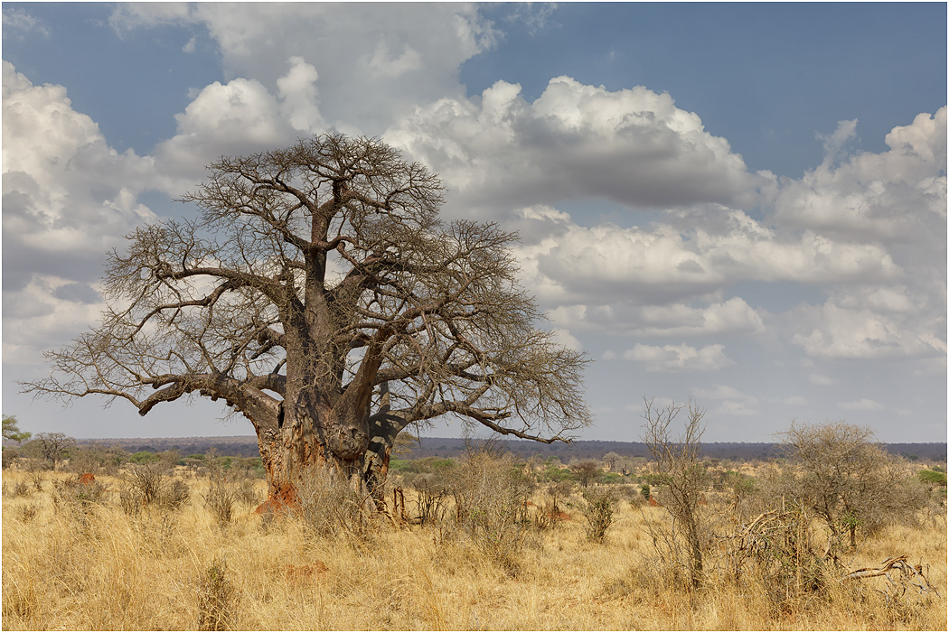 Baobab Tree, Tarangire, Tanzania