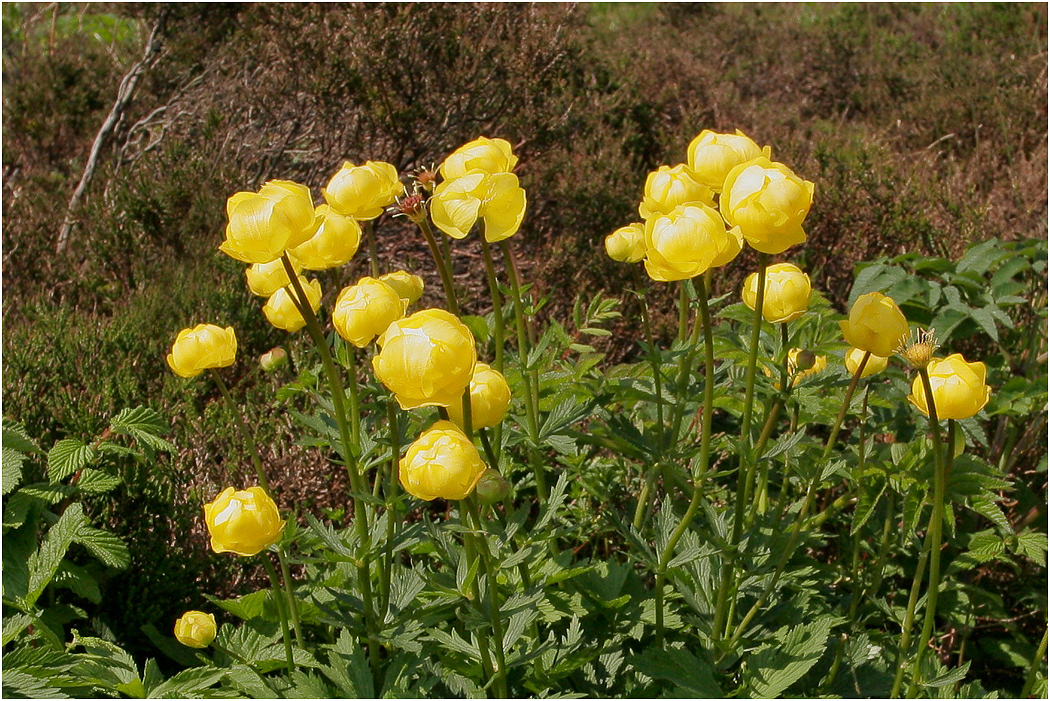 Globeflower