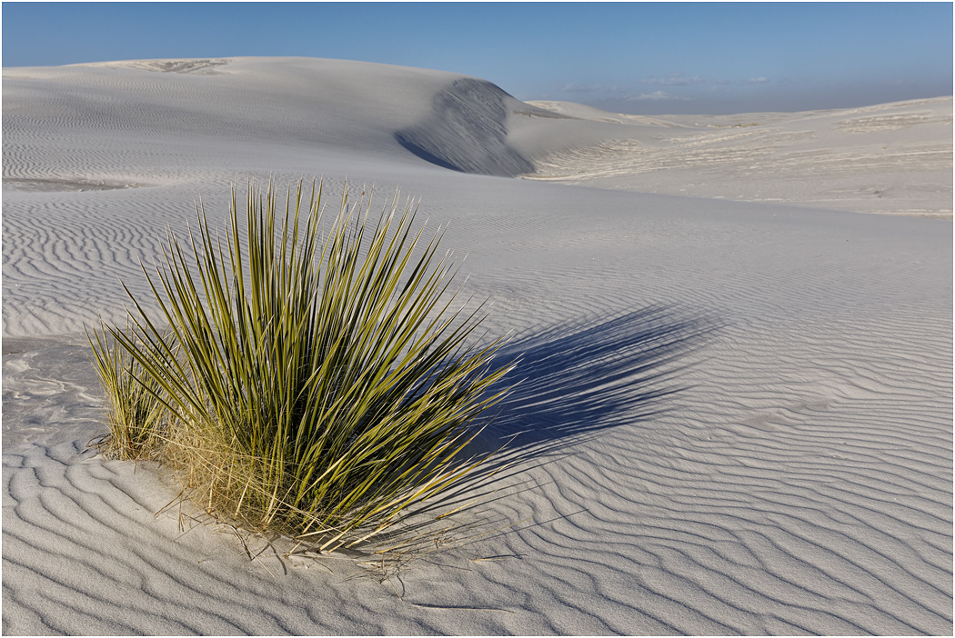 Soaptree Yucca, White Sands NM
