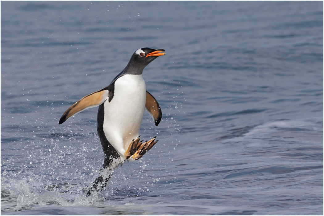 Gentoo Penguin surfing