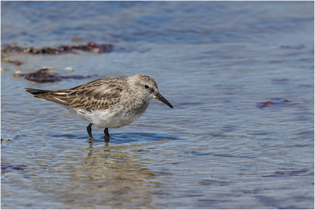 White-rumped Sandpiper