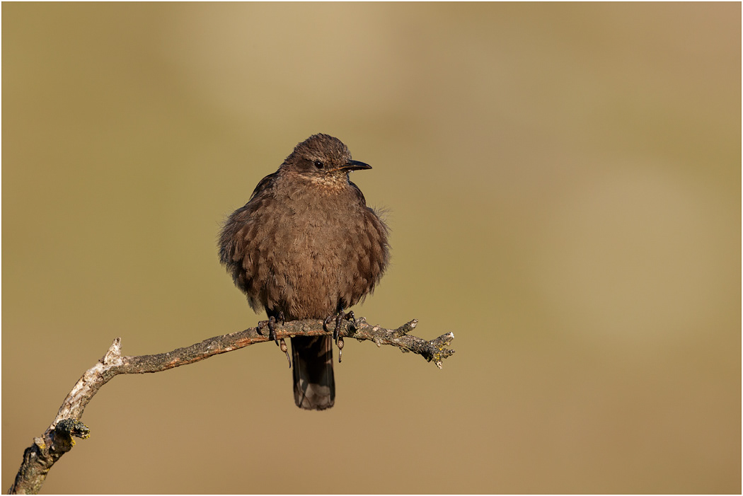 Blackish Cinclodes or Tussac Bird