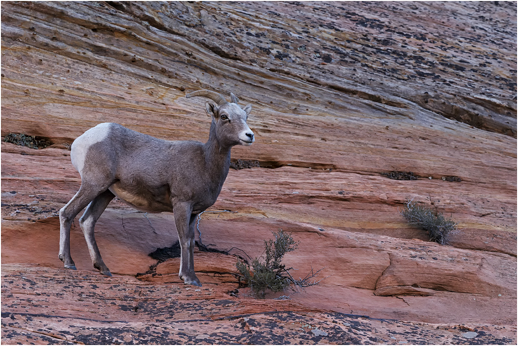 Bighorn Sheep, female, Utah, USA