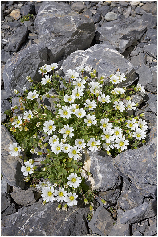 Cerastium latifolium, Broad-leaved Mouse-ear, Birg