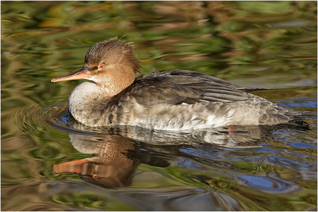 Red-breasted Merganser, female