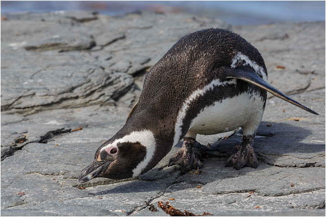 Magellanic Penguin checking me out