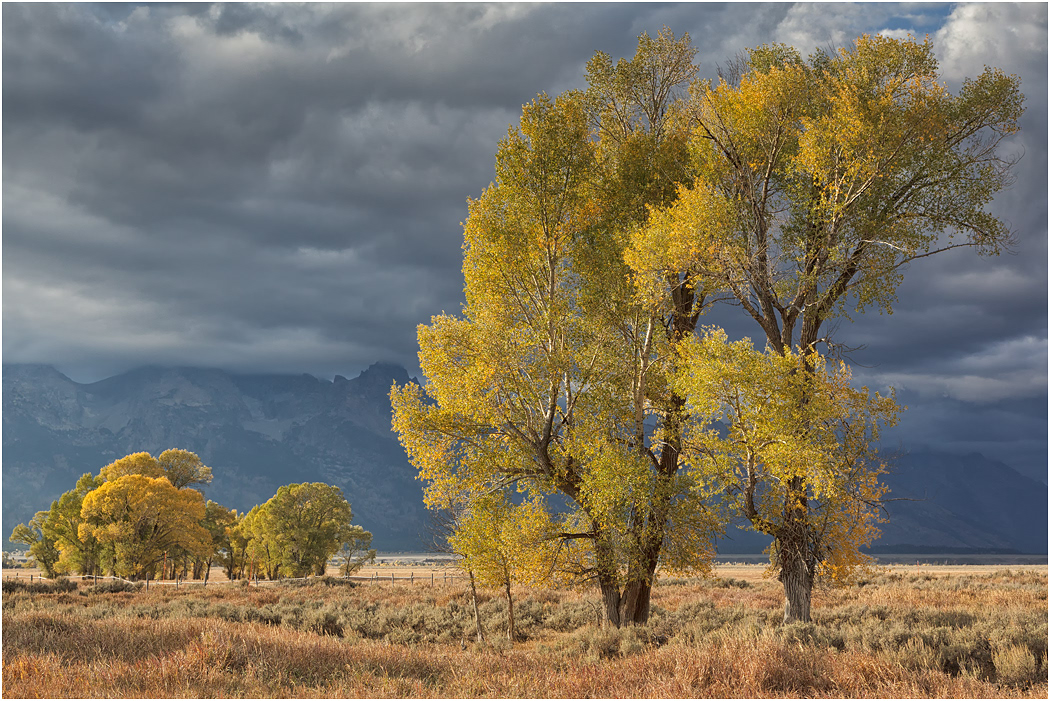 Autumn colour, The Tetons, Teton NP, USA