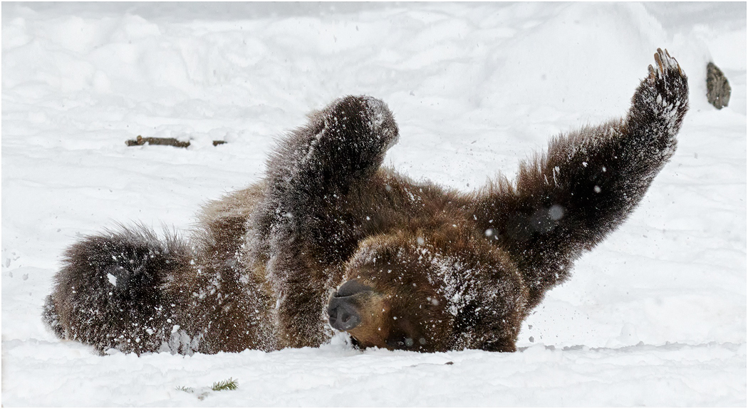 Grizzly Bear in snow, Montana, USA