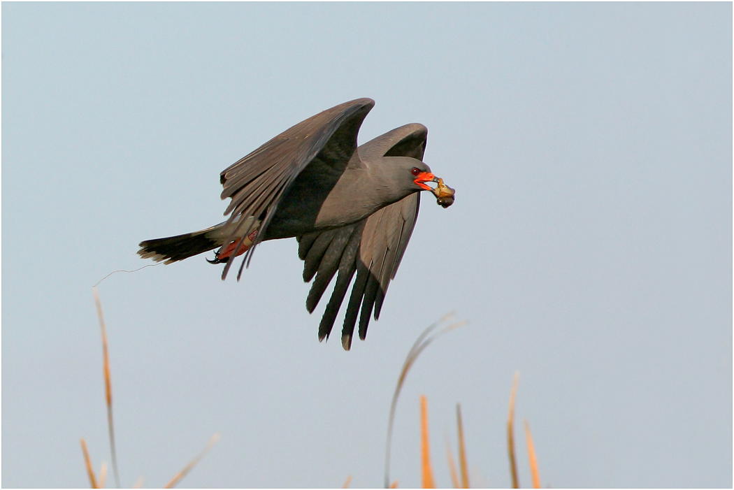 Snail Kite, male, in flight with Apple Snail, Florida, USA