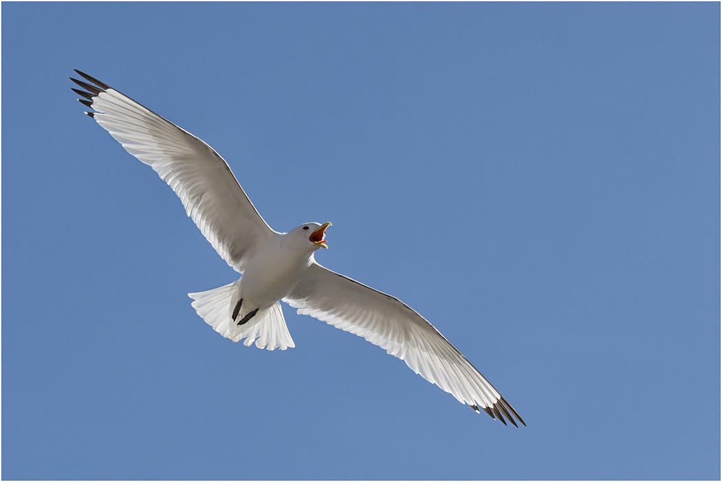 Kittiwake in flight