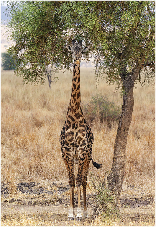 Masai Giraffe - Tarangire NP, Tanzania