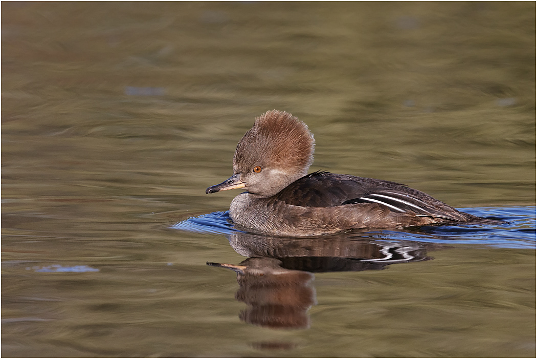 Hooded Merganser, (female), Alberta, Canada