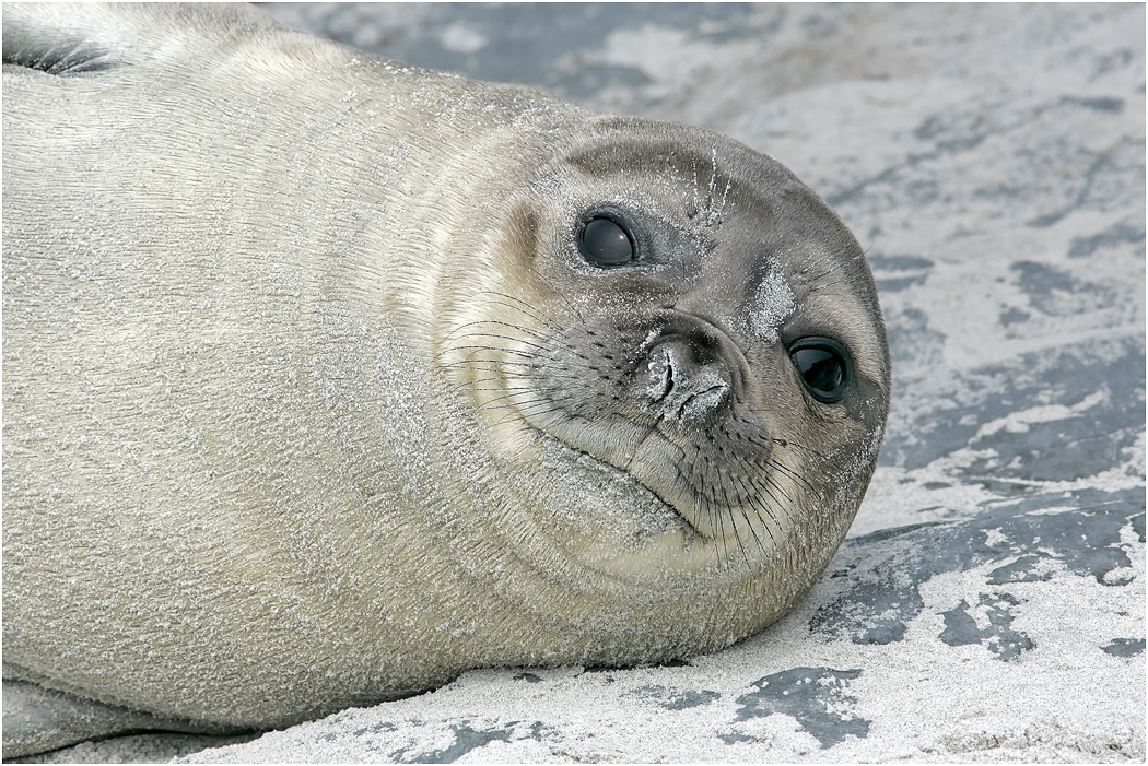 Southern Elephant Seal pup