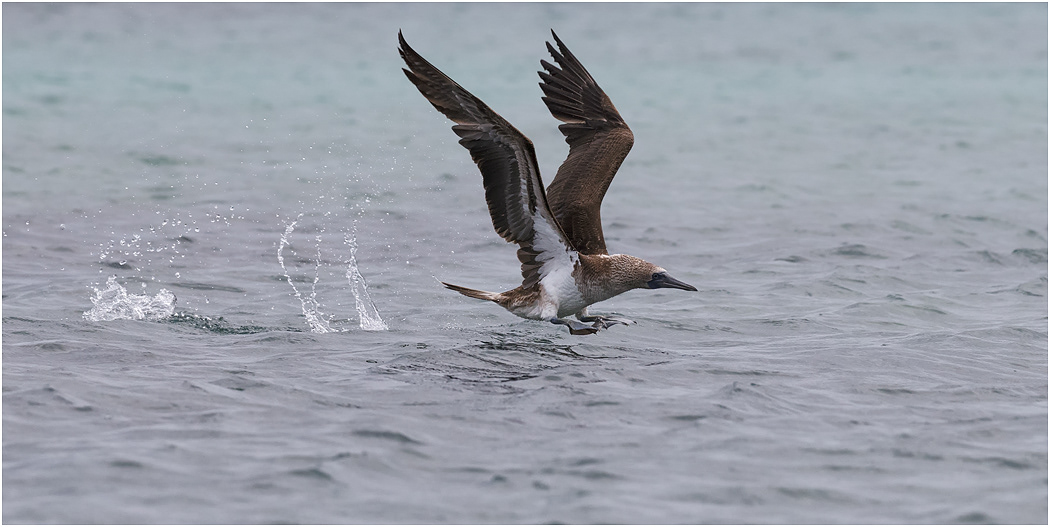 Blue-footed Booby after diving, Galapagos Islands